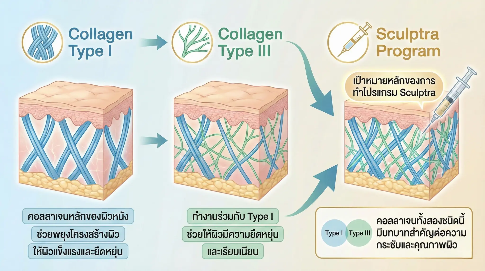 ประเภทของคอลลาเจนที่เกี่ยวข้องกับผิว