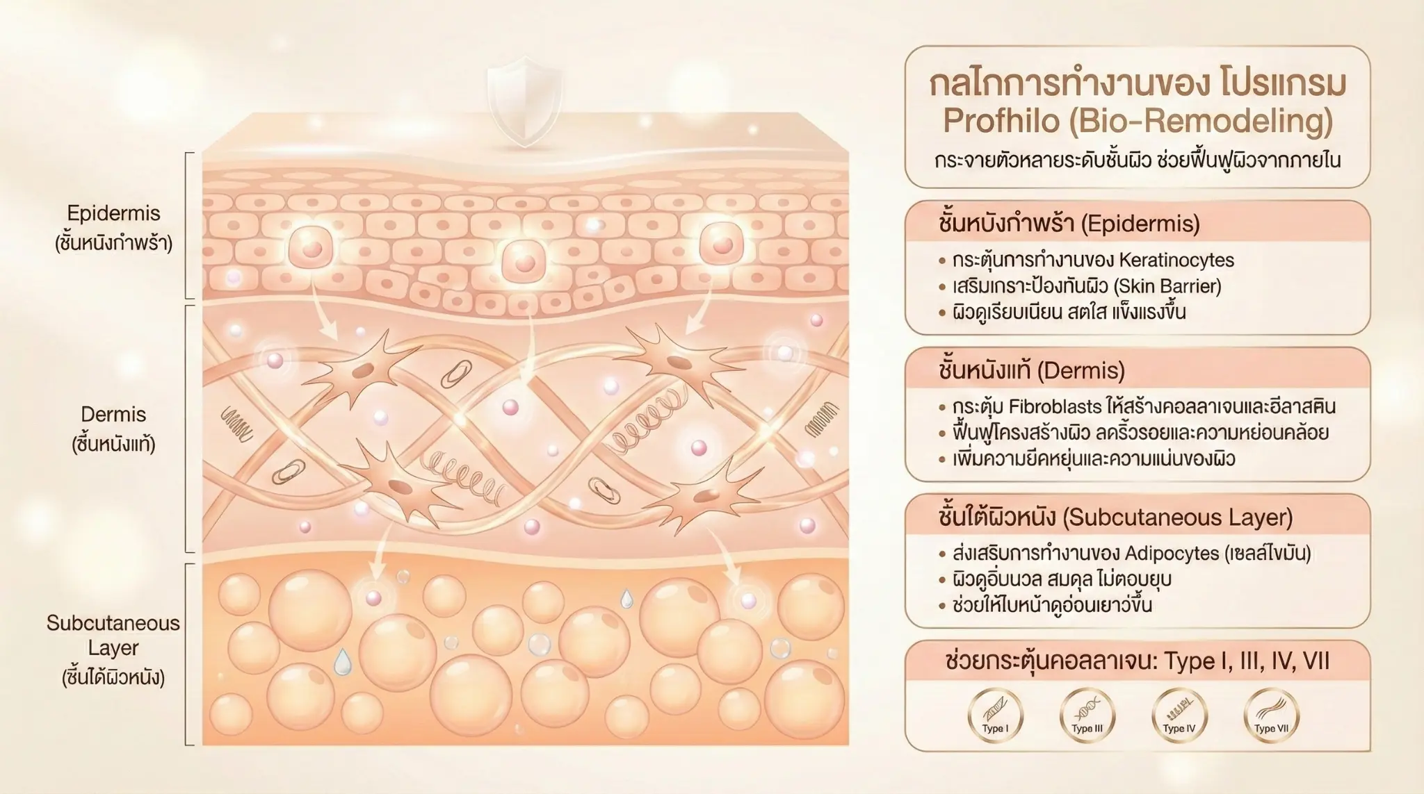 กลไกการทำงานของ โปรแกรม Profhilo (Bio-Remodeling)